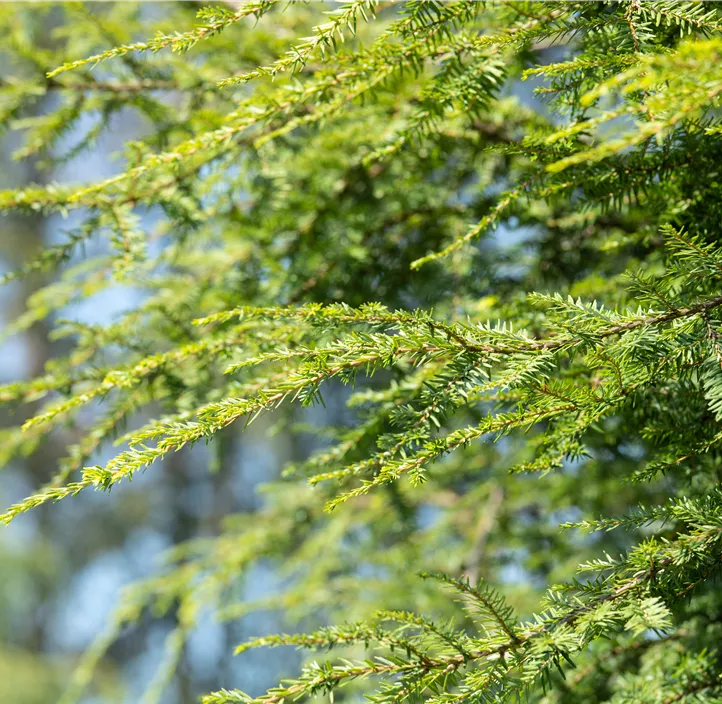 Gelbe Adlerschwingen-Eibe 'Dovastonii Aurea' Bonsai