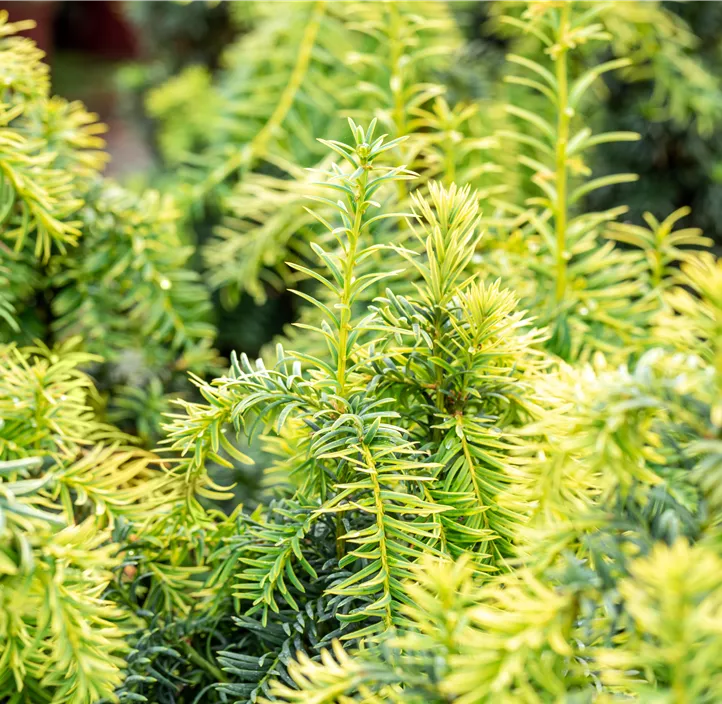 Gelbe Adlerschwingen-Eibe 'Dovastonii Aurea' Bonsai