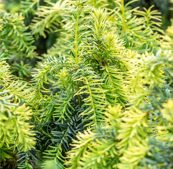 Gelbe Adlerschwingen-Eibe 'Dovastonii Aurea' Bonsai