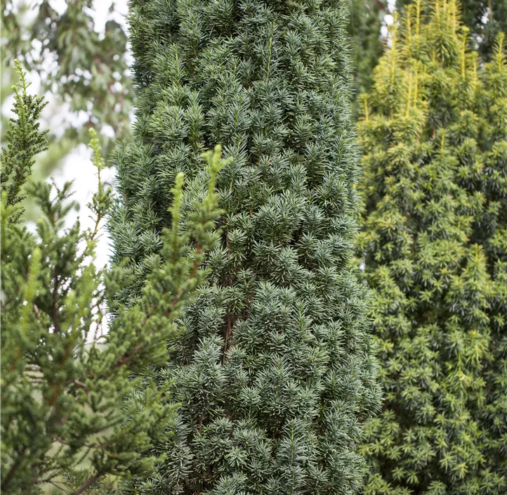 Schmale Säuleneibe 'Fastigiata Robusta' Säule