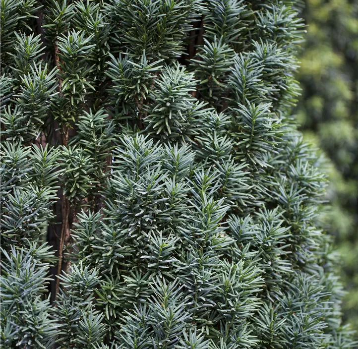 Schmale Säuleneibe 'Fastigiata Robusta' Säule