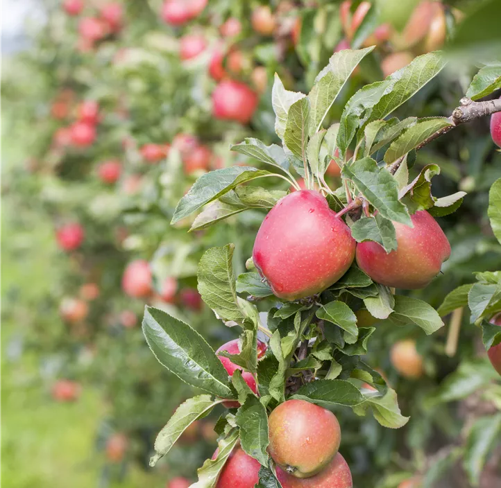 Apfel 'Gala'