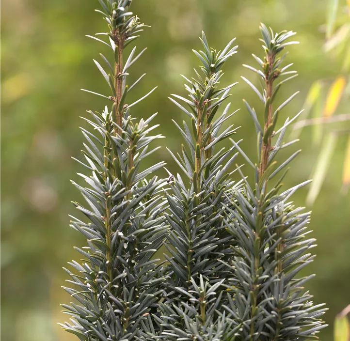 Schmale Säuleneibe 'Fastigiata Robusta' Säule