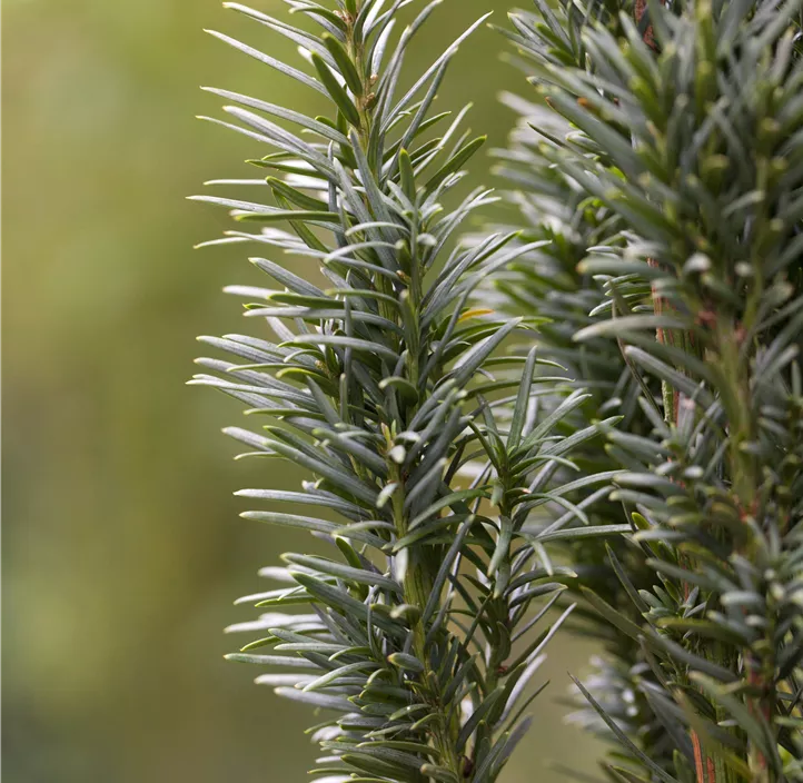 Schmale Säuleneibe 'Fastigiata Robusta' Säule