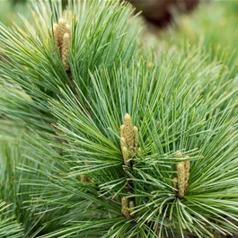 Pinus strobus Secrest Bonsai