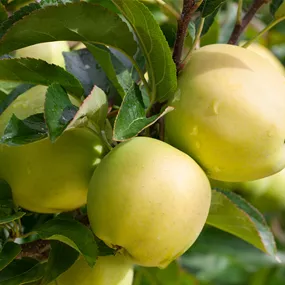 Malus domestica Golden Delicious