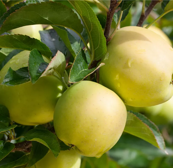 Apfel 'Golden Delicious'