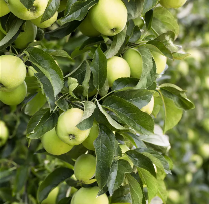 Apfel 'Golden Delicious'