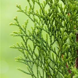 Thuja occidentalis Smaragd Bonsai S-Form