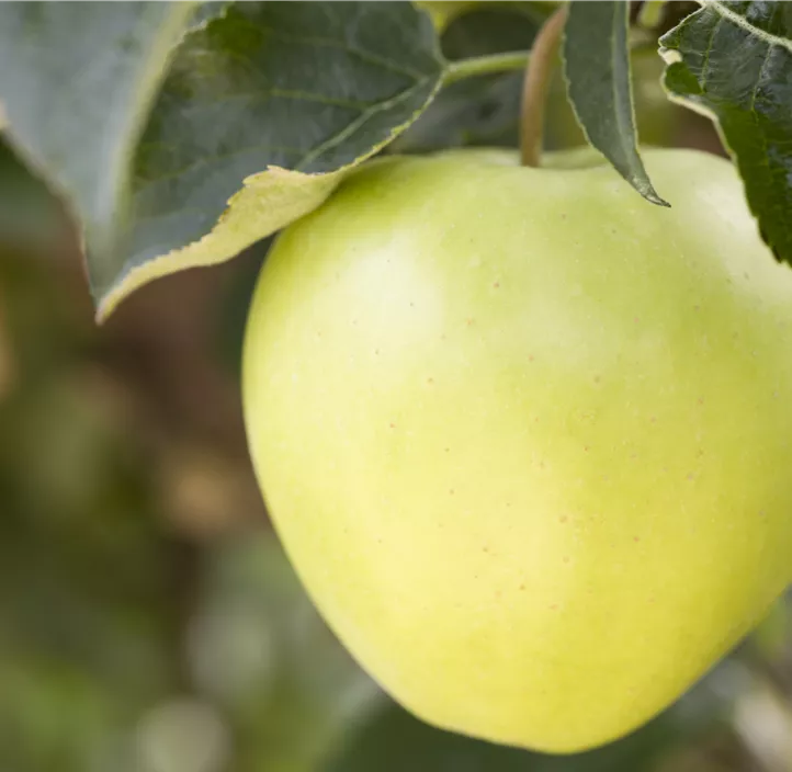 Apfel 'Golden Delicious'