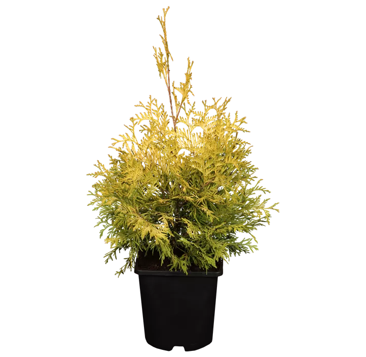 Lebensbaum 'Yellow Ribbon' Bonsai