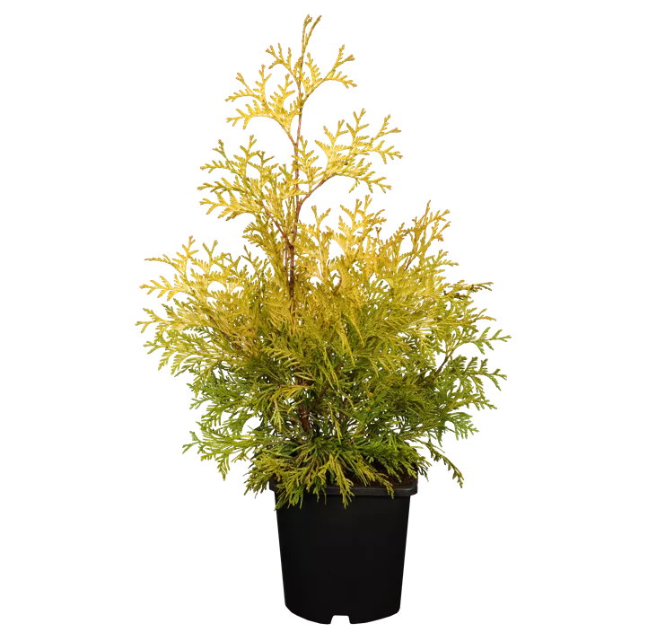 Lebensbaum 'Yellow Ribbon' Bonsai