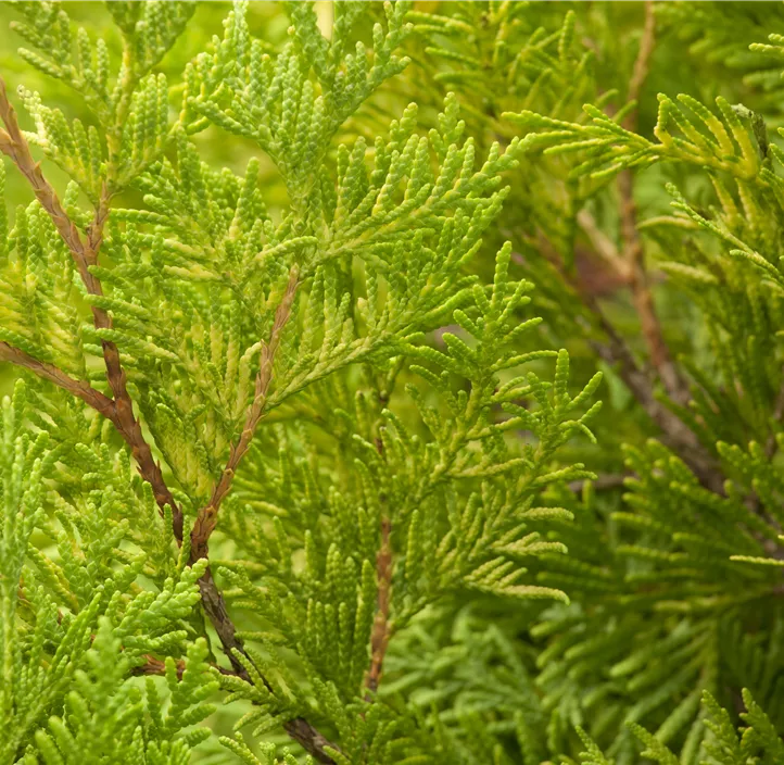 Lebensbaum 'Yellow Ribbon' Bonsai