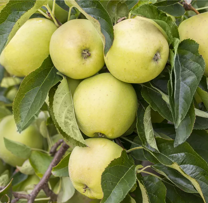 Apfel 'Golden Delicious'