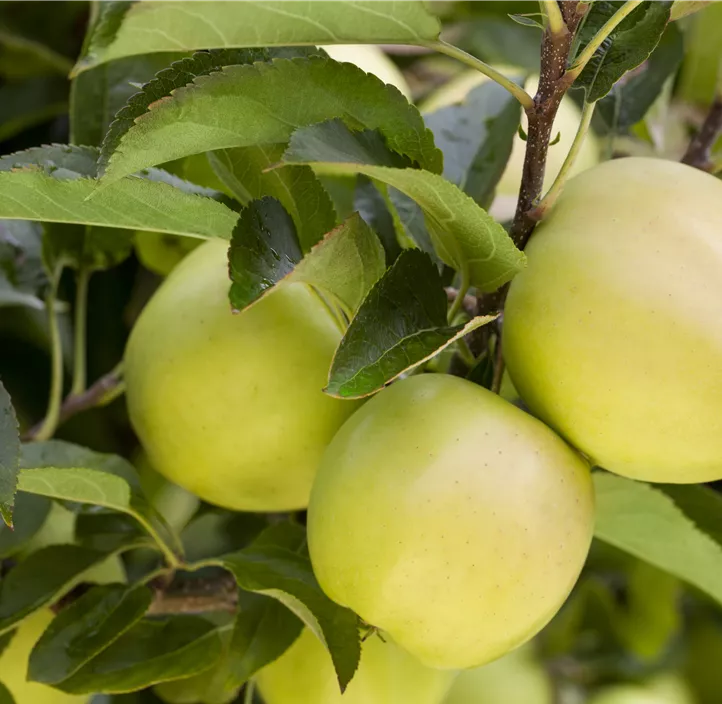 Apfel 'Golden Delicious'