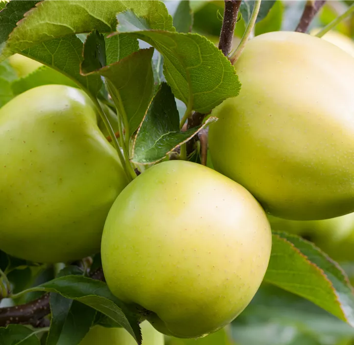 Apfel 'Golden Delicious'