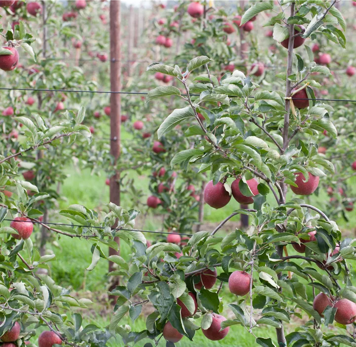 Apfel 'Jonagold'