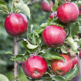 Malus domestica Zwergapfel Pidi