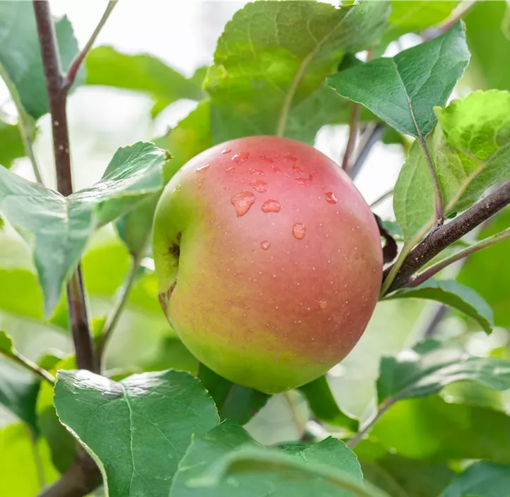 Winterapfel 'Kronprinz Rudolf'