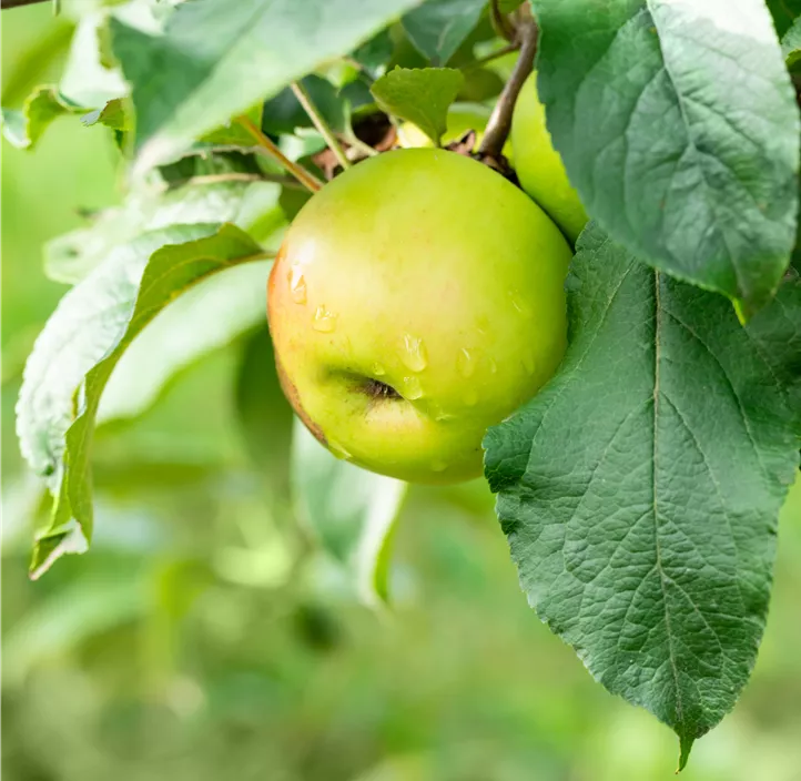 Winterapfel 'Kronprinz Rudolf'