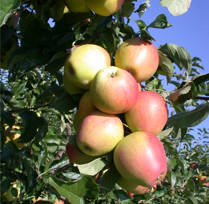 Apfel 'Pinova'(s)