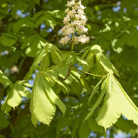 Aesculus hippocastanum (Keltischer Baumkreis)