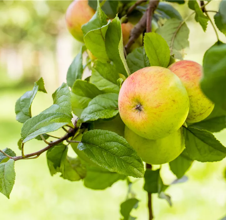 Apfel 'Roter Berlepsch'