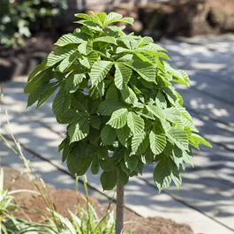 Aesculus hippocastanum 'Monstrosa'