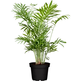 Areca catechu