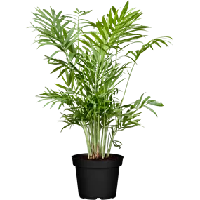 Areca catechu