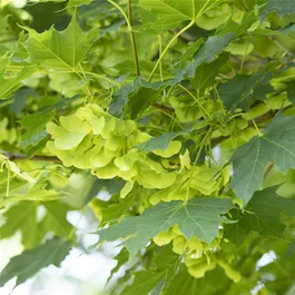 Acer platanoides (Keltischer Baumkreis)