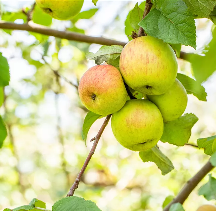 Apfel 'Roter Berlepsch'