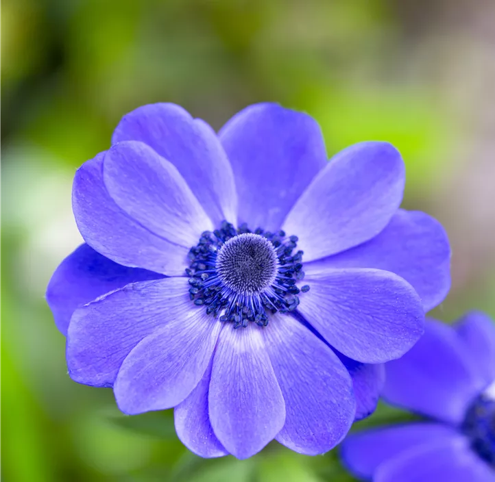 Anemone