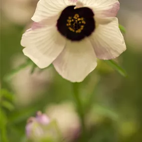 Anemone Mix