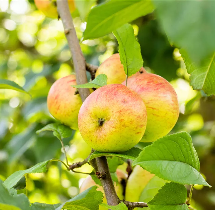 Apfel 'Roter Berlepsch'