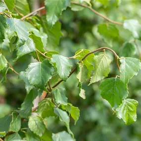 Betula pendula (Keltischer Baumkreis)