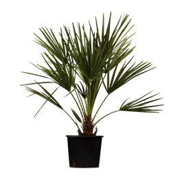 Chamaerops humilis Stamm