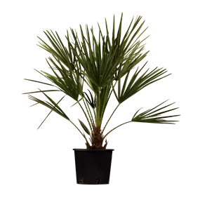 Chamaerops humilis cerifera Vierecktopf