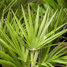 Chamaerops humilis, 160l Topf