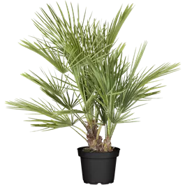 Chamaerops humilis