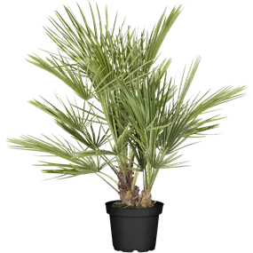 Chamaerops humilis