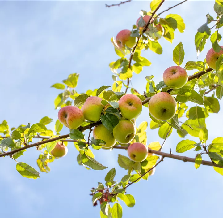 Apfel 'Roter Berlepsch'