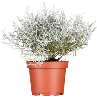 Calocephalus brownii Calocephalus brownii