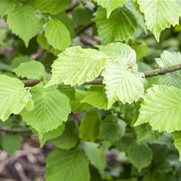 Corylus avellana (Keltischer Baumkreis)