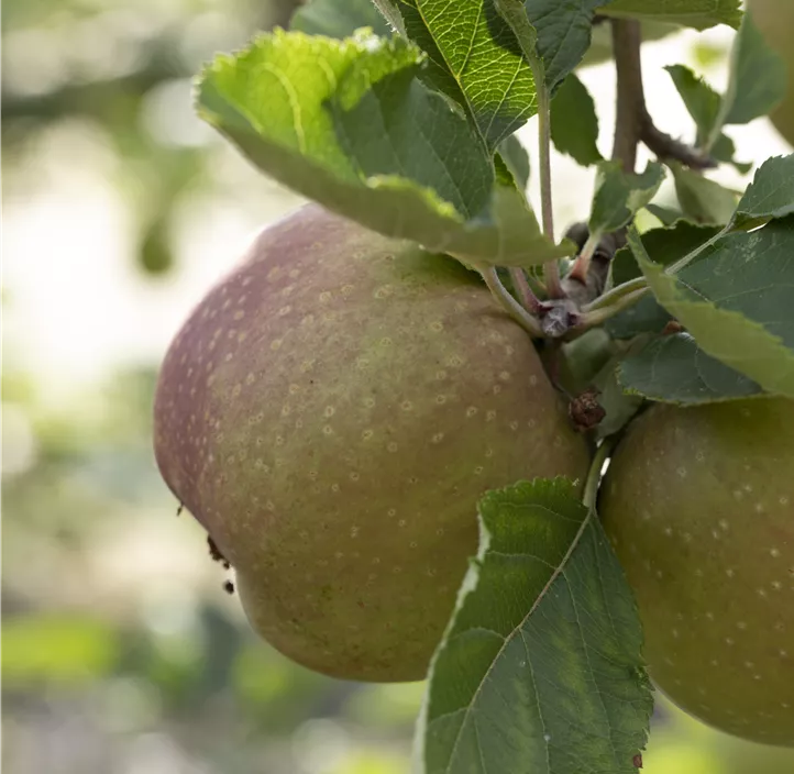 Apfel 'Roter Boskoop'