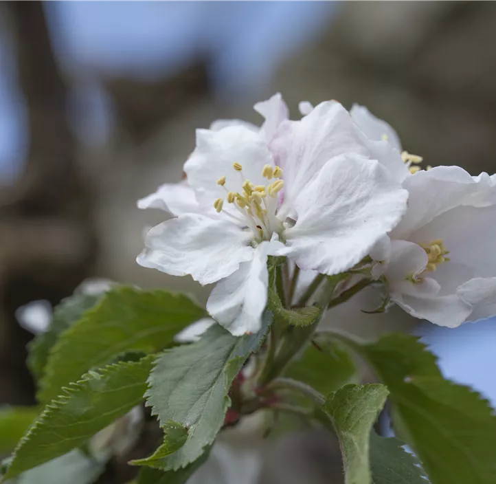 Apfel 'Roter Boskoop'