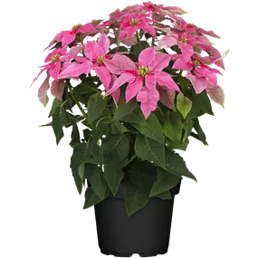 Euphorbia Princettia, 12 cm