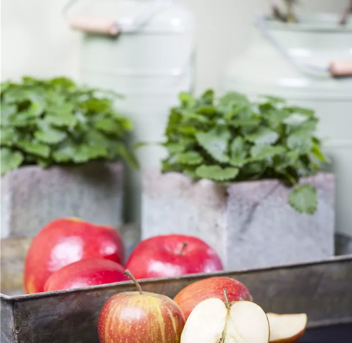 Herbstapfel 'Rubinette'® Herbstapfel 'Rubinette'®