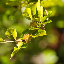 Fagus sylvatica (Keltischer Baumkreis)