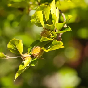 Fagus sylvatica (Keltischer Baumkreis)